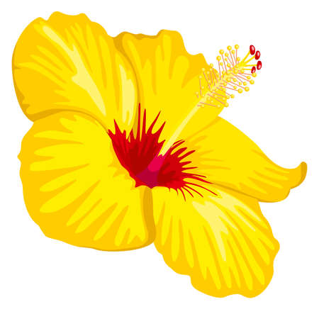 Yellow tropical flower. Realistic plumeria bouquet element isolated on white backgroundのイラスト素材