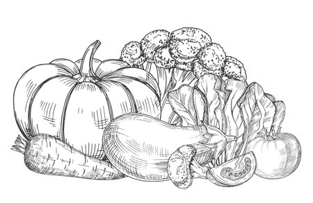Sketch of fresh farm vegetables vector illustration. Pumpkin and tomato, carrot and pepperのイラスト素材