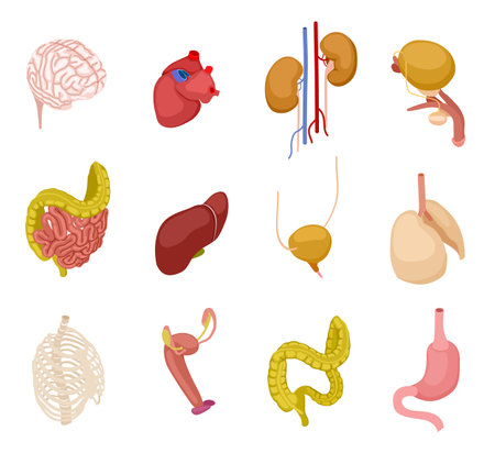 Isometric human organs. Brain heart kidney bladder intestine liver lungs stomach internal organ anatomy vector 3d set. Isometric humans organ stomach and internal system illustrationのイラスト素材