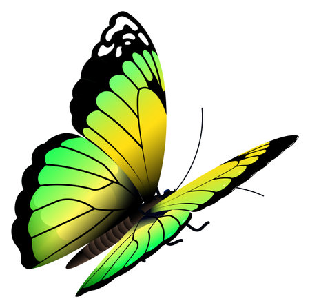 Spring moth. Green flying butterfly. Realistic insect isolated on white backgroundのイラスト素材