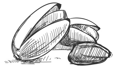 Hand drawn pistachios pile. Black ink nuts drawing isolated on white backgroundのイラスト素材
