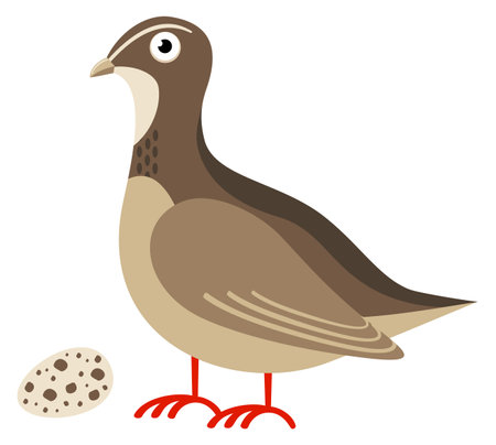 Quail cartoon icon. Gray bird with spotty egg isolated on white backgroundのイラスト素材