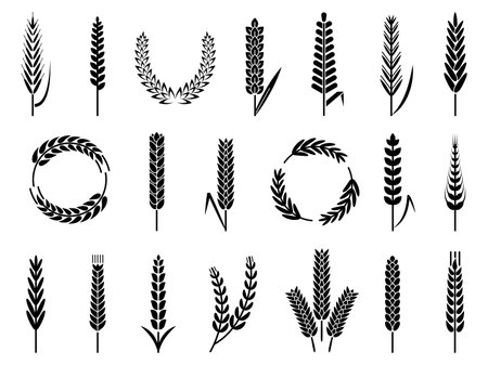 Organic wheat barley ears, bakery harvest symbols. Isolated agriculture elements. Oat or malt for beer and bread. Decent vector silhouettes of wheat harvest illustrationのイラスト素材