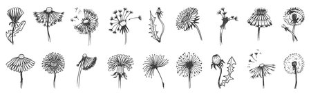 Hand drawn dandelions vintage doodle graphic elements. Isolated dandelion, abstract summer blooming flowers. Fluff floral neoteric vector set of dandelion vintage graphic flower illustrationのイラスト素材