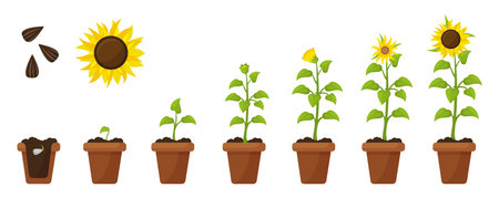 Cartoon sunflower growth. Plant in pot and ground growing from seed to flower. Farming and planting, sprout floral step by step neoteric vector scene authors workのイラスト素材