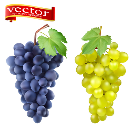 Red and white table grapes, wine grapes. Fresh fruit, 3d vector icon set. Cluster of grapes red and white 3d vector set for design. Bunch of grapes ripe, juicy, high detail vectorのイラスト素材