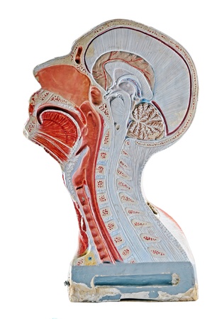 Human head/respiratory system  cross section, isolated on white background.
