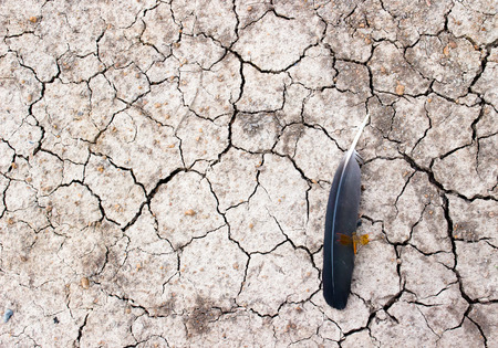 soil and feather and dragonflyの写真素材