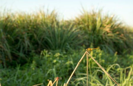 Dragonfly in morningの写真素材