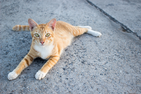 Catの写真素材