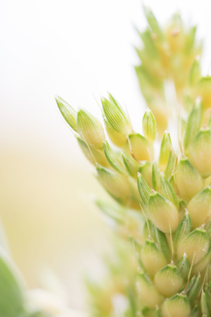 Close up small flowerの写真素材