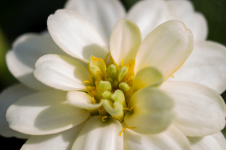 Close up white flowerの写真素材