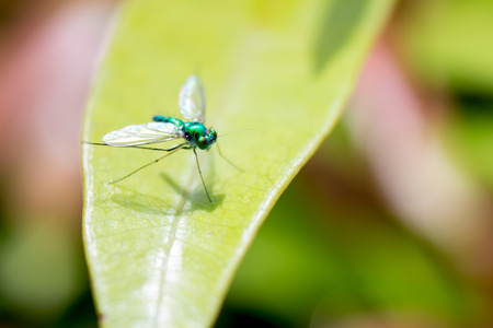 Close up green insect on leafの写真素材