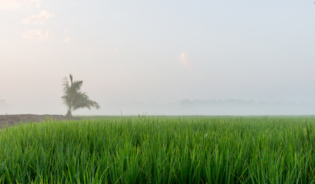 Fog over rice farmの写真素材