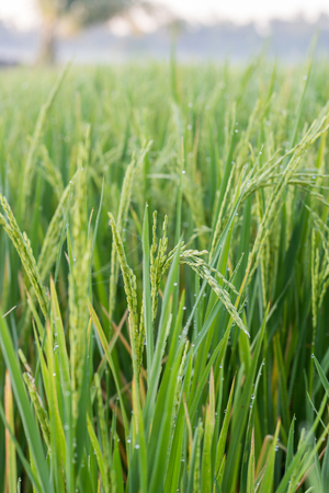 rice plant in farmの写真素材