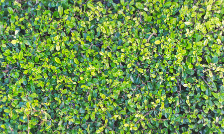 Green leafの写真素材