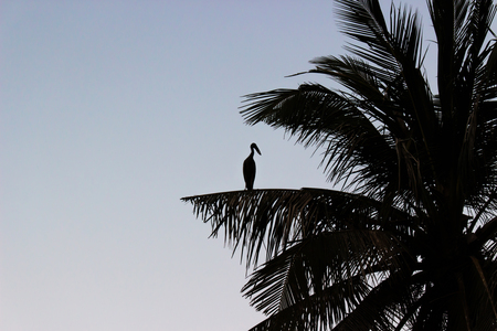 Asian Openbill on Coconut treeの写真素材