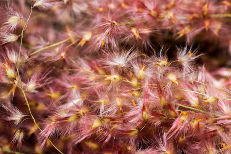 Close up carpelの写真素材