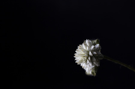 Close up dry flower and black backgroundの写真素材
