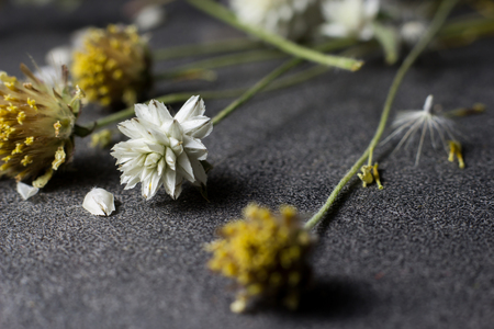 Close up dry flowerの写真素材