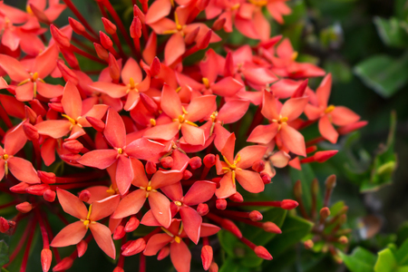 Close up red Spike flowerの写真素材