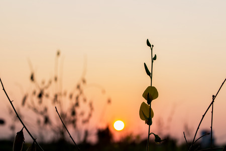Crotalaria and sun lightの写真素材