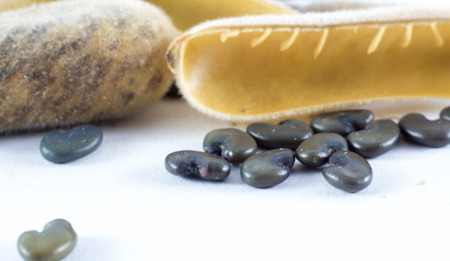 Close up seeds of sunhempの写真素材