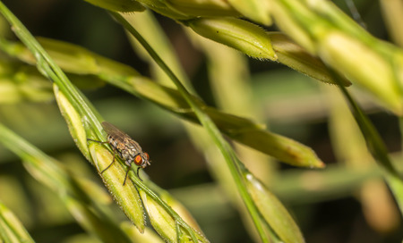 Fly on rice plantの写真素材