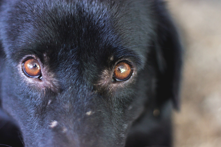 Close up black dog eyeの写真素材