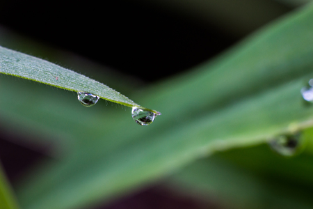 Water drops on the end of green grass.の写真素材