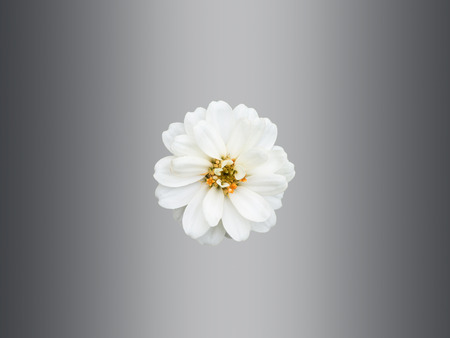 Top view of white Zinnia elegans on grey backgroundの写真素材