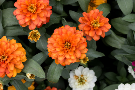 Top view of orange and white Zinna elegansの写真素材