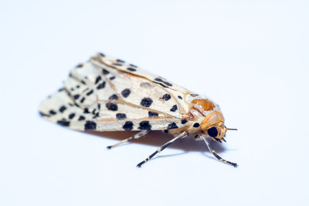 close up moth on white background. Night butterflyの写真素材