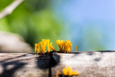 Close up Orange jelly fungusの写真素材