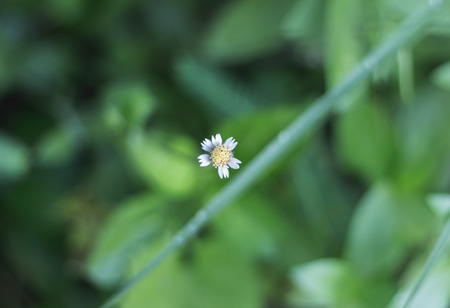Focus small flower on blur of grass backgroundの写真素材