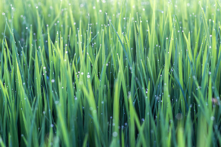 Dew on green leaves of rice plant. bokeh and blur of rice plant background.の写真素材