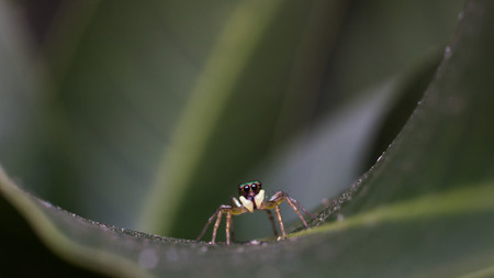 Focus small spider on the green leaves