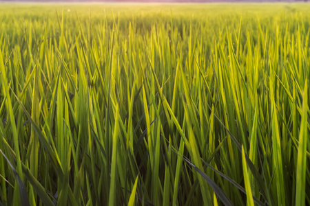 Close up leaves of rice plant.の写真素材