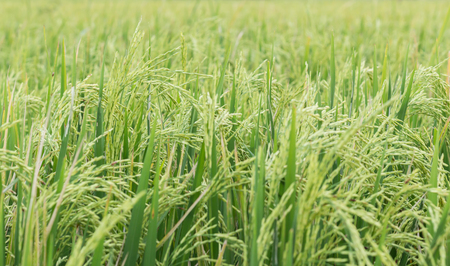 Green rice paddy on rice plantの写真素材