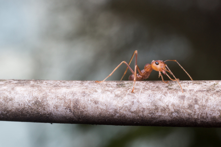 Close up red ant on blur backgroundの写真素材