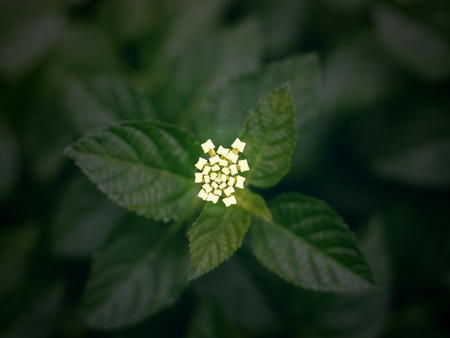 Top view of small flower on green leaves background, Vinage Filterの写真素材
