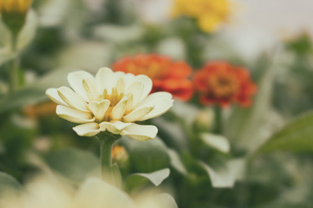 White Zinnia, White flower and front blur and blur background. Film vintage filter.の写真素材
