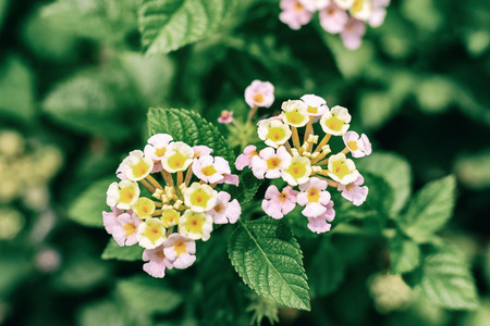Group of small pink flower and green leaves. Film vintage filterの写真素材
