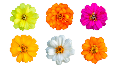 Top view of Zinnia Flower on white background, Isolatedの写真素材