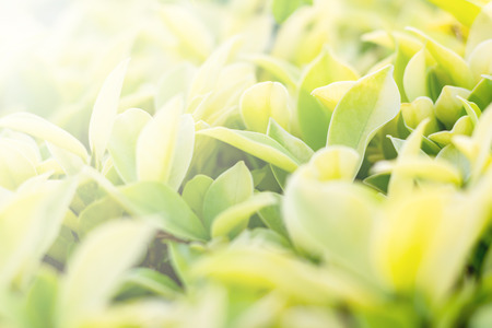 Close up green-yellow leaves and sunlight