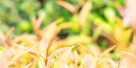 Nature orange leaves on blurred backgroundの写真素材