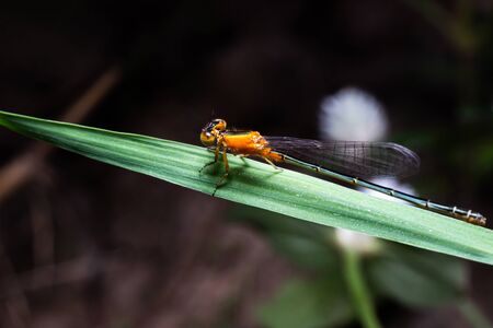 Orange dragonfly on green leaves of grass
