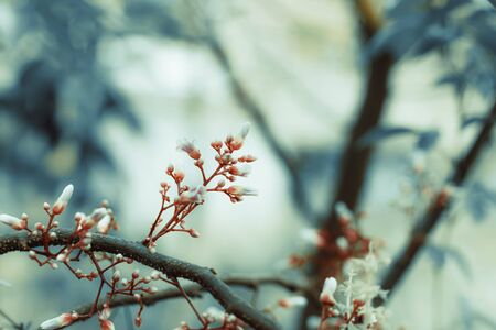 Small flower on branch and blur green leaves and vintage tone styleの写真素材