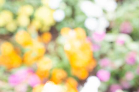 Blur natural colorful flower for backgroundの写真素材