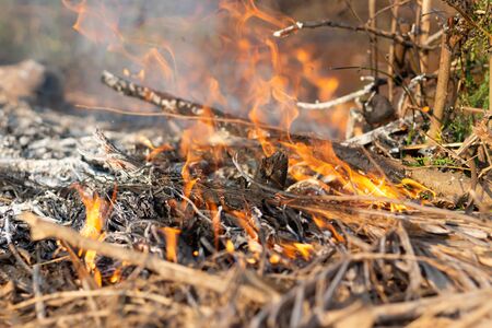 Blaze of fire on dry branch